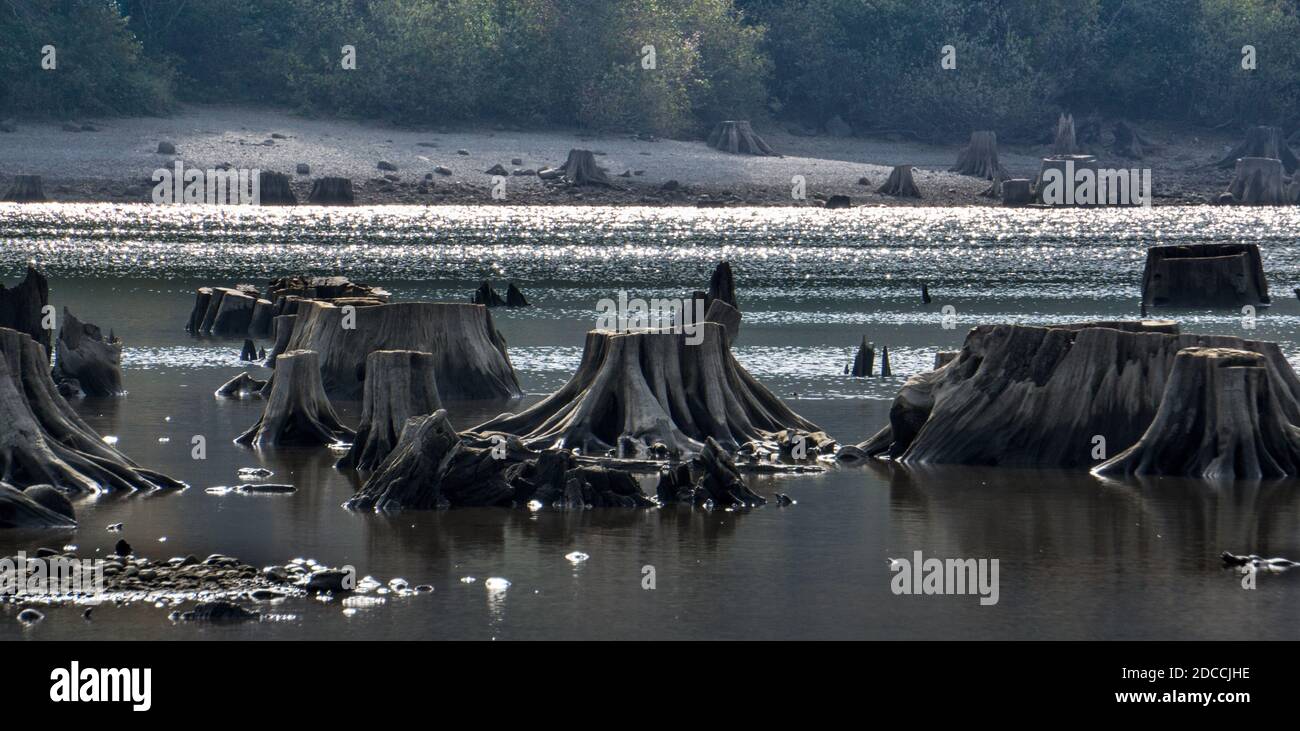 Oldgrowth stumps rise dramatically out of the bed of a manmade lake