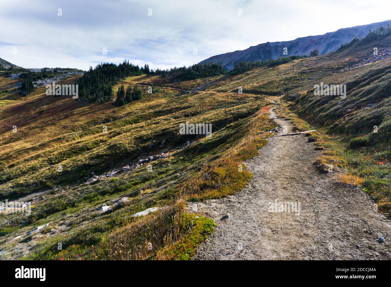 An alpine trail leads off into the distance through timberline grasses, in the warm autumn morning light. Stock Photo