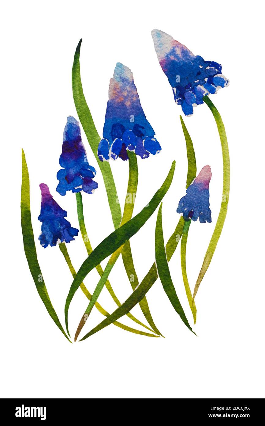 Muscari flower blossom plants watercolor illustraion on paper Stock Photo