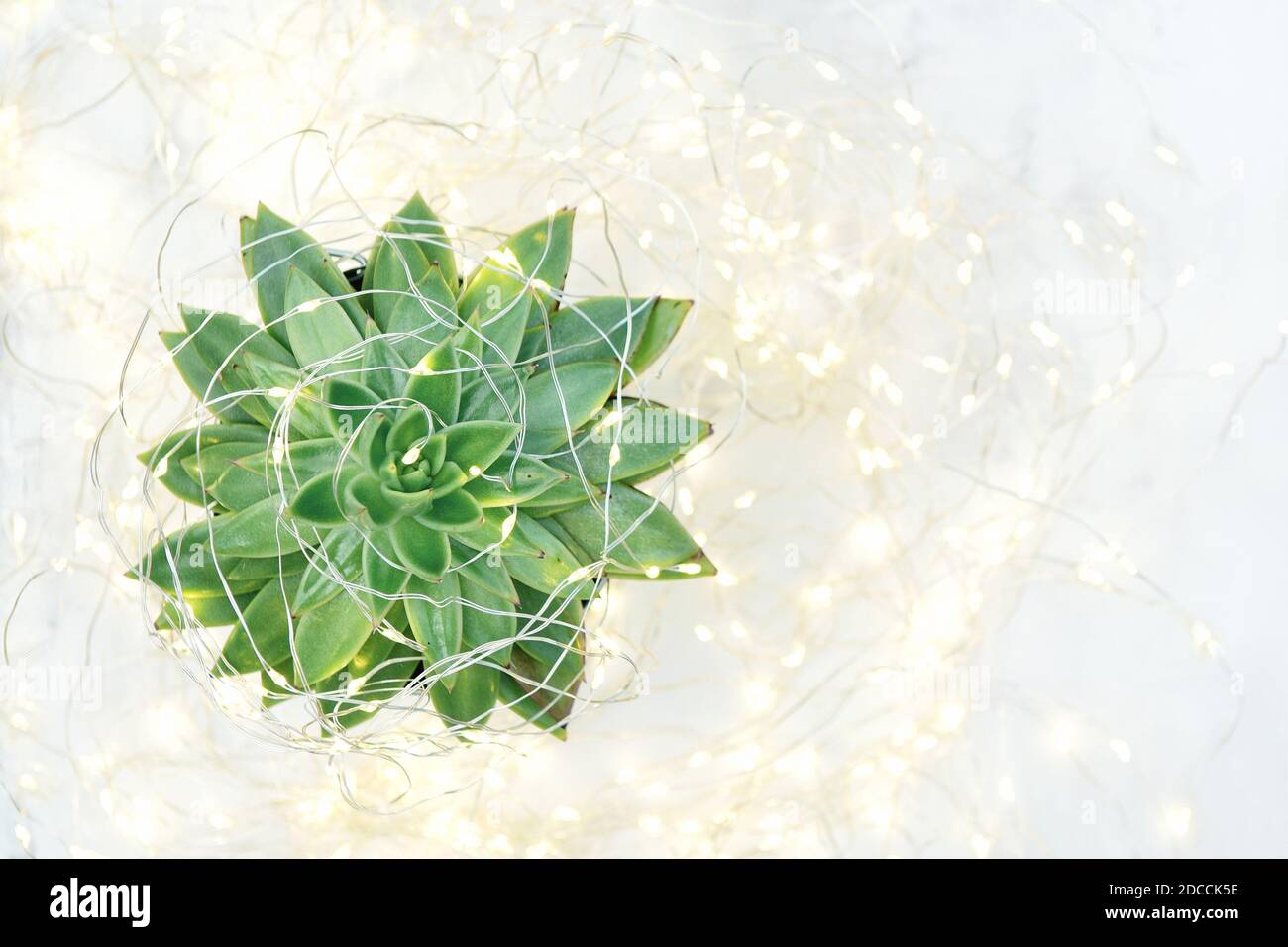 Succulent flower with Christmas lights decoration Stock Photo