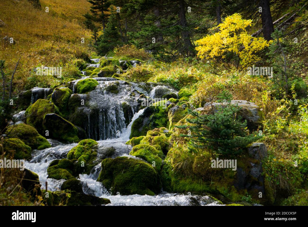 A mountain stream rushes over mossy rocks in a high altitude meadow, surrounded by fall colors Stock Photo