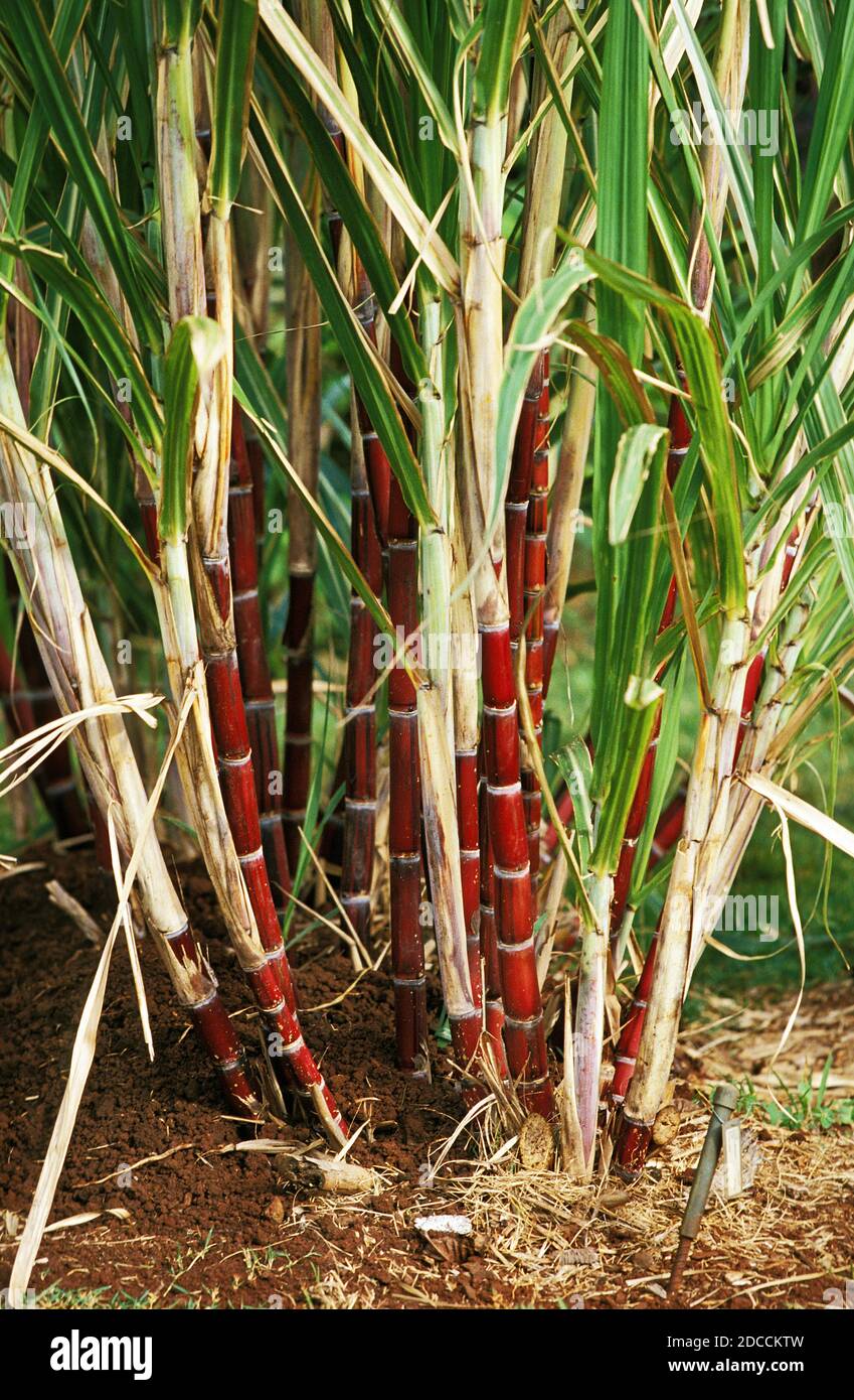 SUGAR CANE IN HAWAII Stock Photo - Alamy