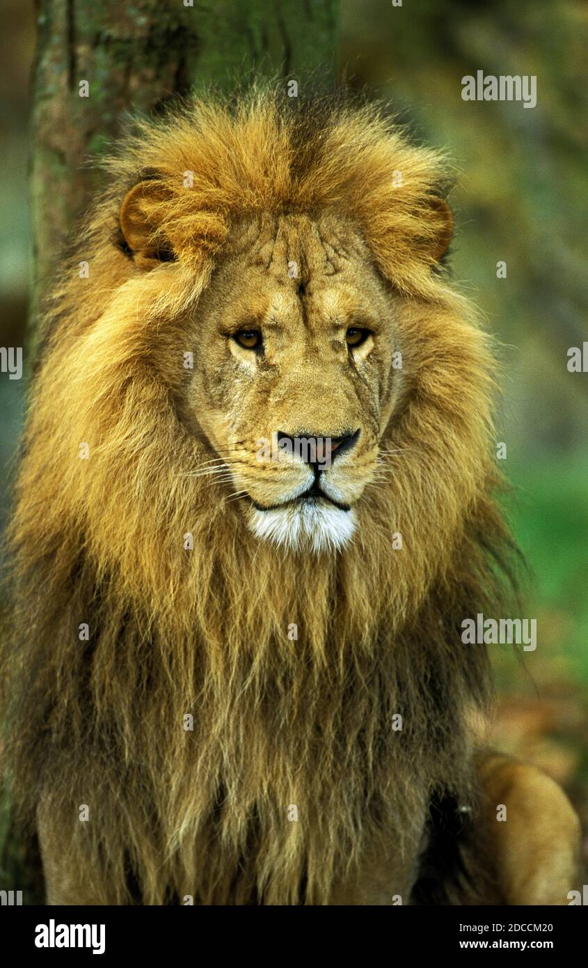 AFRICAN LION panthera leo, PORTRAIT OF MALE Stock Photo - Alamy
