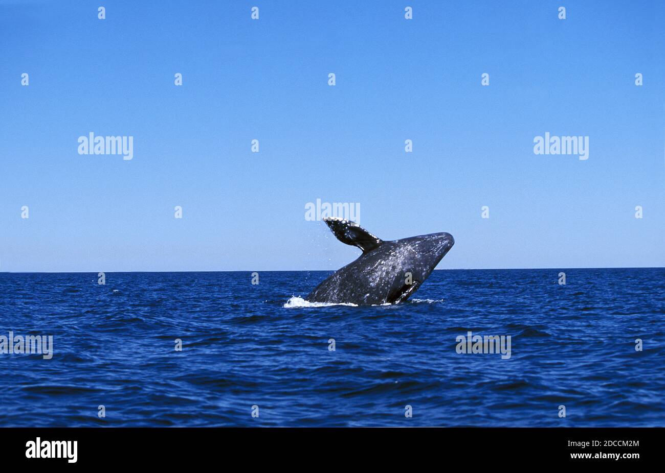 California gray whale breaching hi-res stock photography and images - Alamy