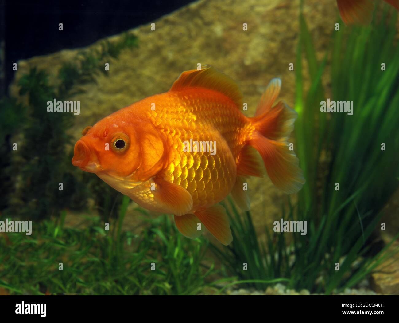GOLDFISH carassius auratus, ADULT WITH OPEN MOUTH Stock Photo Alamy