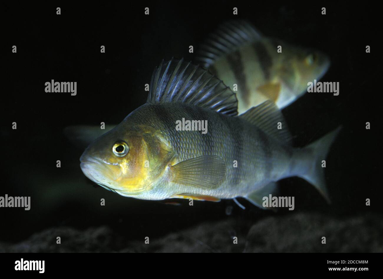 Two fish perch perca hi-res stock photography and images - Alamy