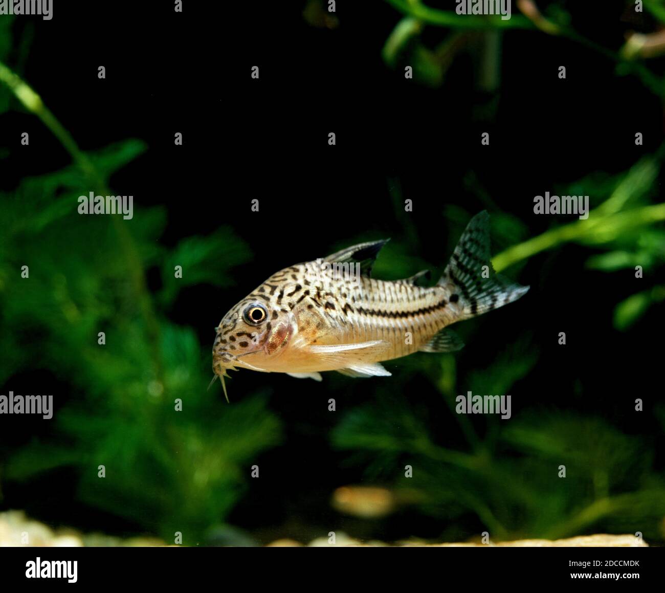 CORYDORAS corydoras acutus Stock Photo Alamy