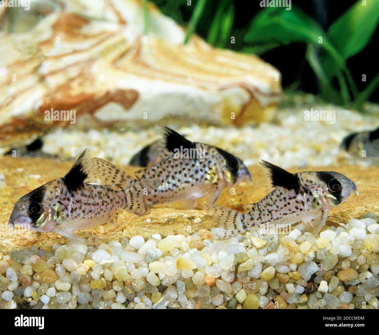 CORYDORAS FISH corydoras delphax Stock Photo