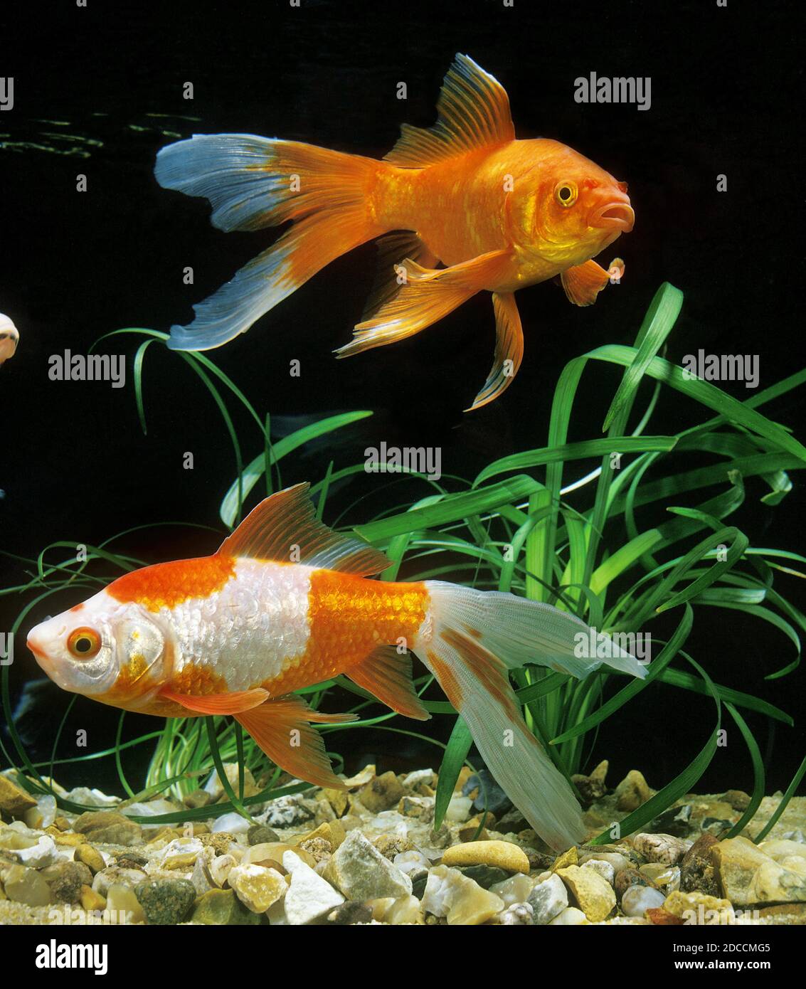 Image result for COMET GOLDFISH carassius auratus, PAIR OF ADULTS Stock Photo - Alamy