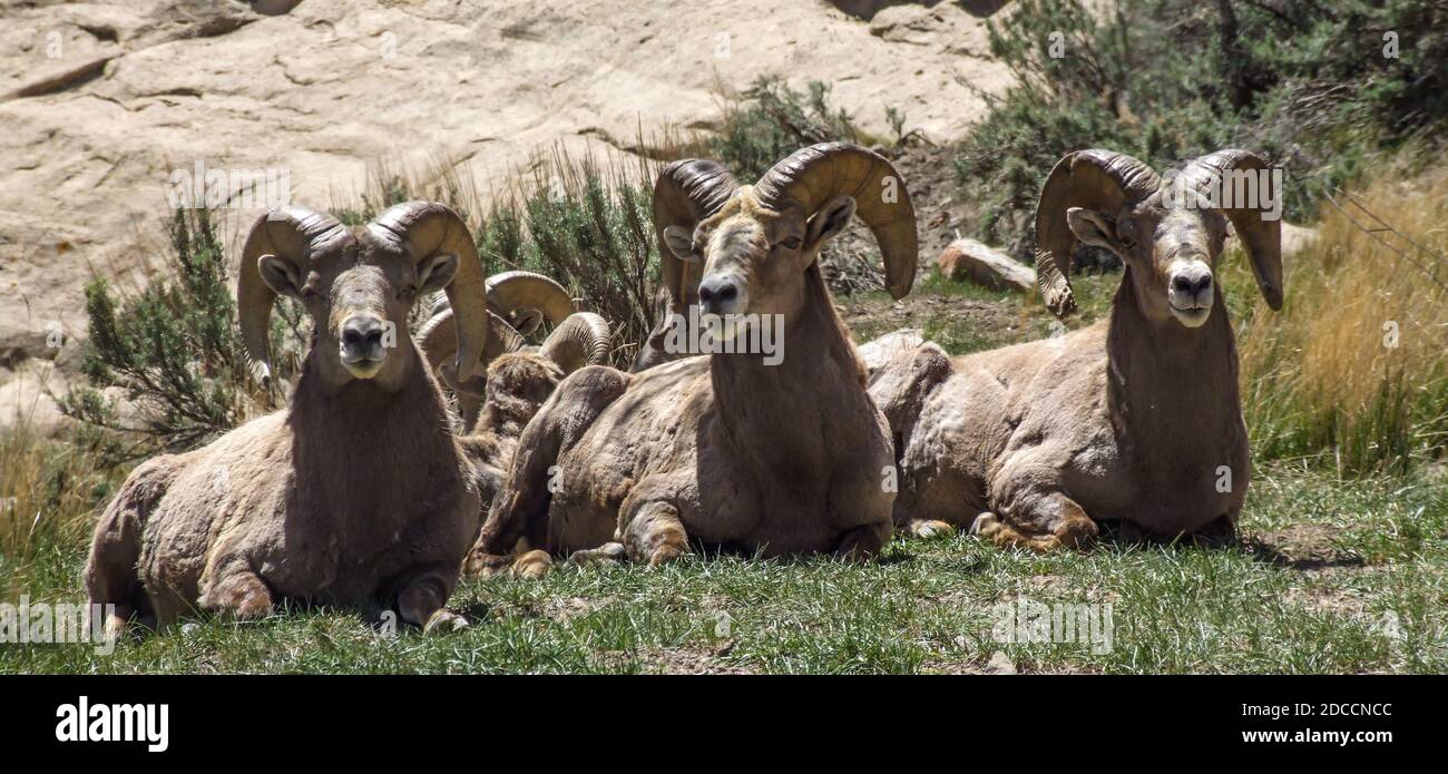Mature Desert Bighorn rams rest in a canyon in Utah Stock Photo - Alamy