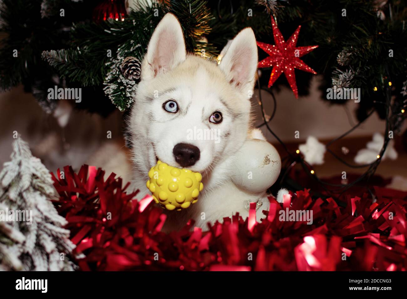 Siberian husky puppy dog playing below christmas tree with a toy. Stock Photo