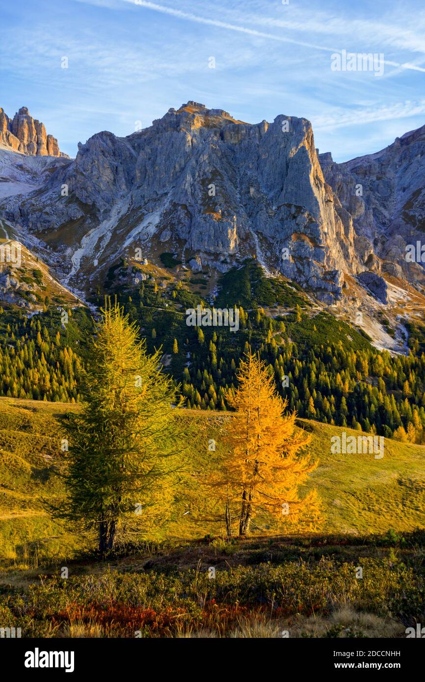 Green and yellow larch trees at the foot of Dolomites mountain in ...