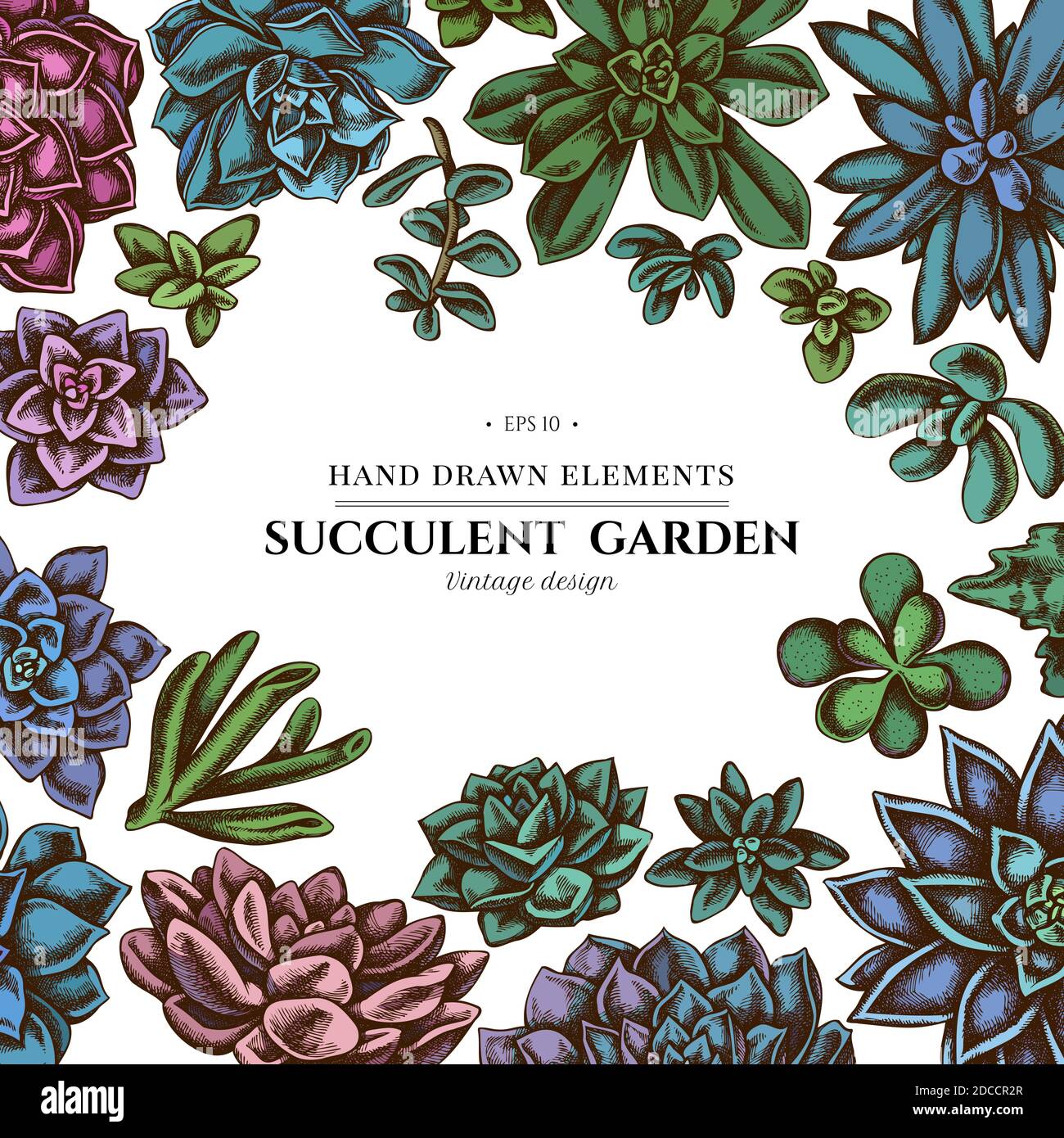Floral design with colored succulent echeveria, succulent echeveria,  succulent Stock Vector Image \u0026 Art - Alamy, image size:1300x1390