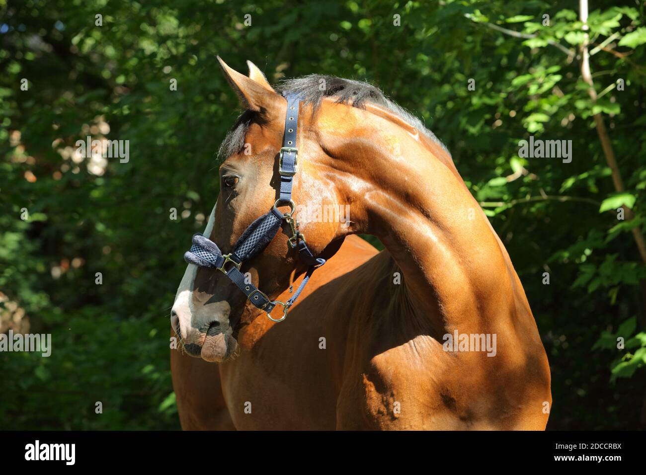 Thoroughbred race horse in nature background Stock Photo