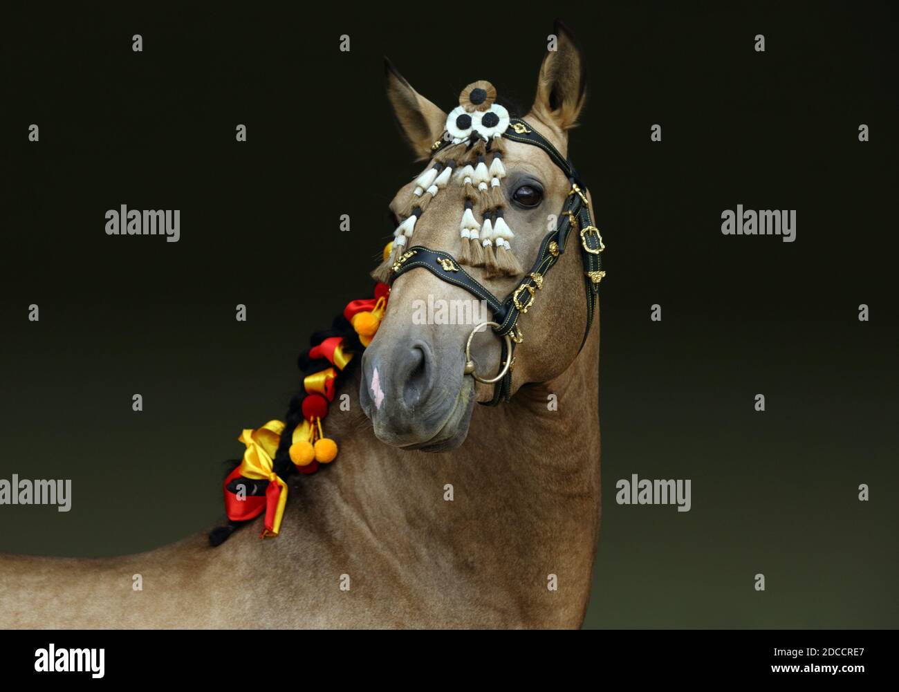 Andalusian bay horse portrait with a bridle of national colors Stock Photo