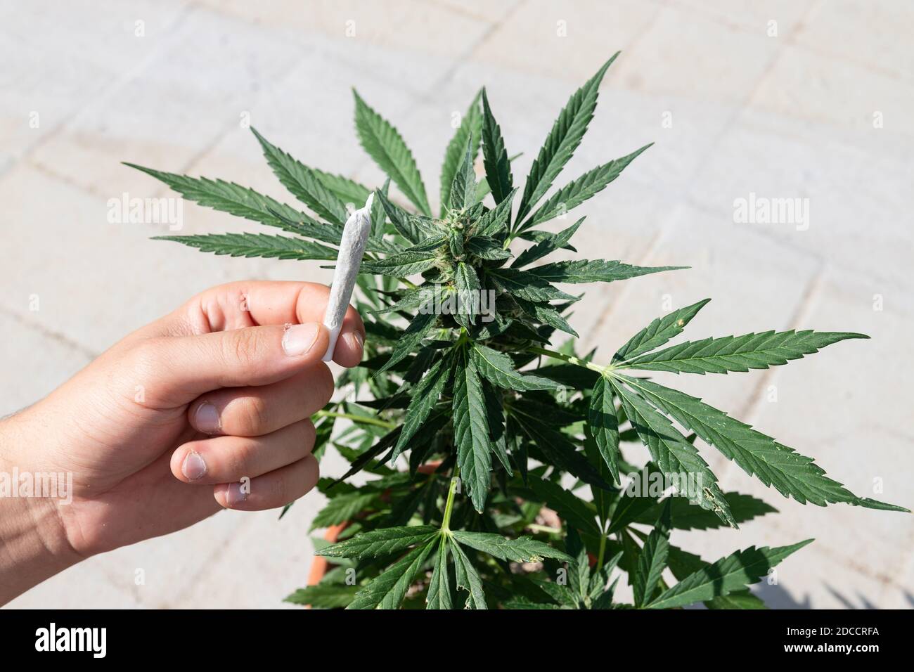 Marihuana Plant And A Man S Hand Holding A Burning Marihuana Cigarette Cbd Pot Legal Alternative Health And Relaxation Method Legalize Medical Use Stock Photo Alamy
