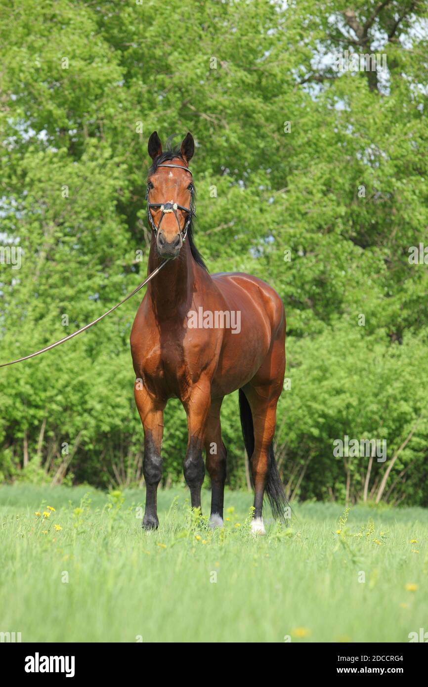 Thoroughbrd horse run and play in green summer meadow Stock Photo