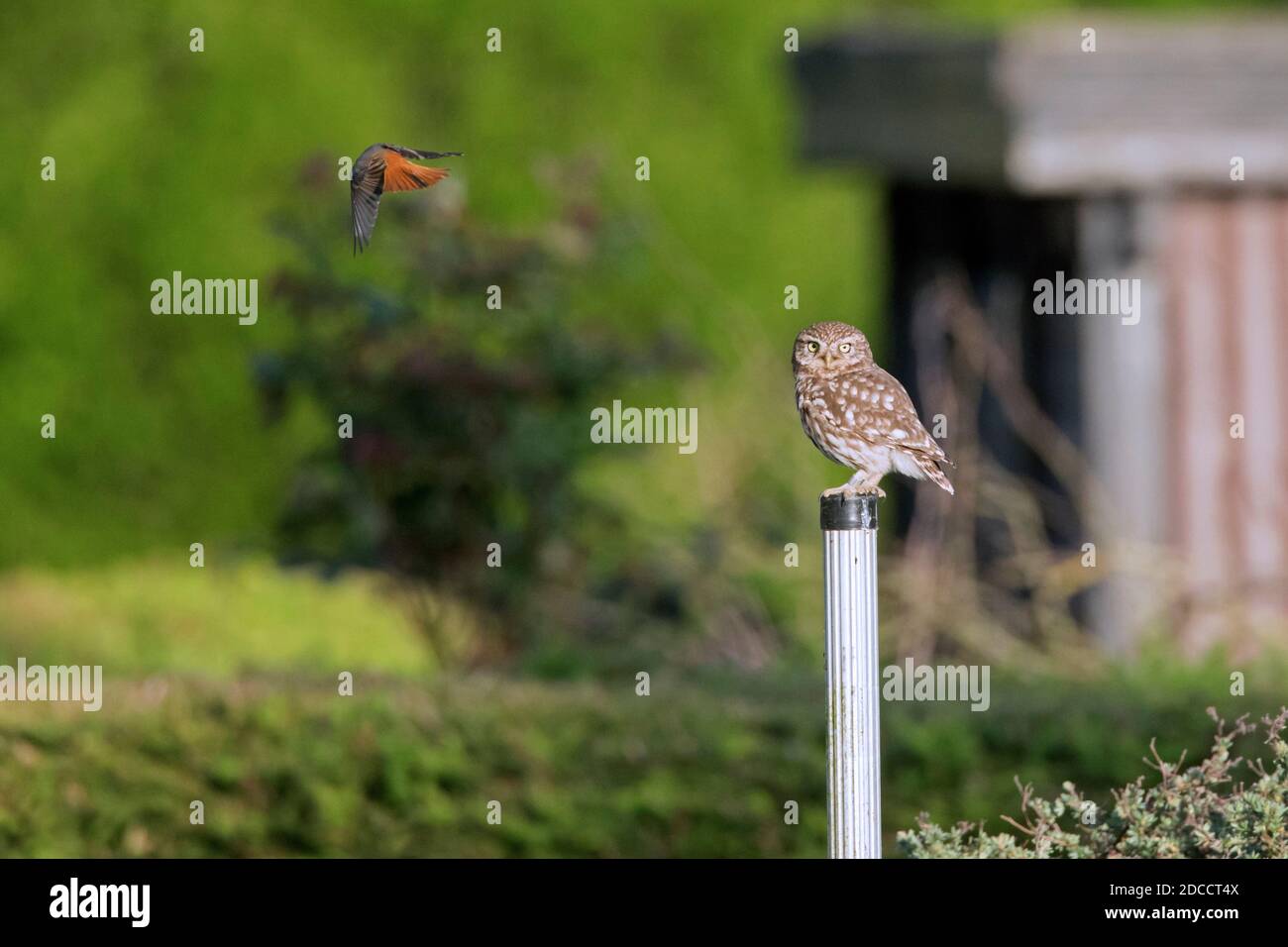 Little owl (Athene noctua) perched on post being harassed bij songbird / passerine in vegetable garden Stock Photo