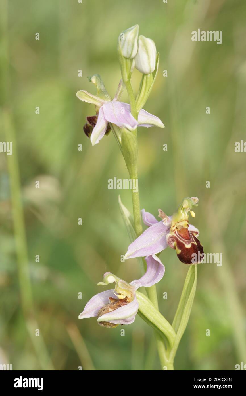 Bee orchid (Ophrys apifera) Stock Photo