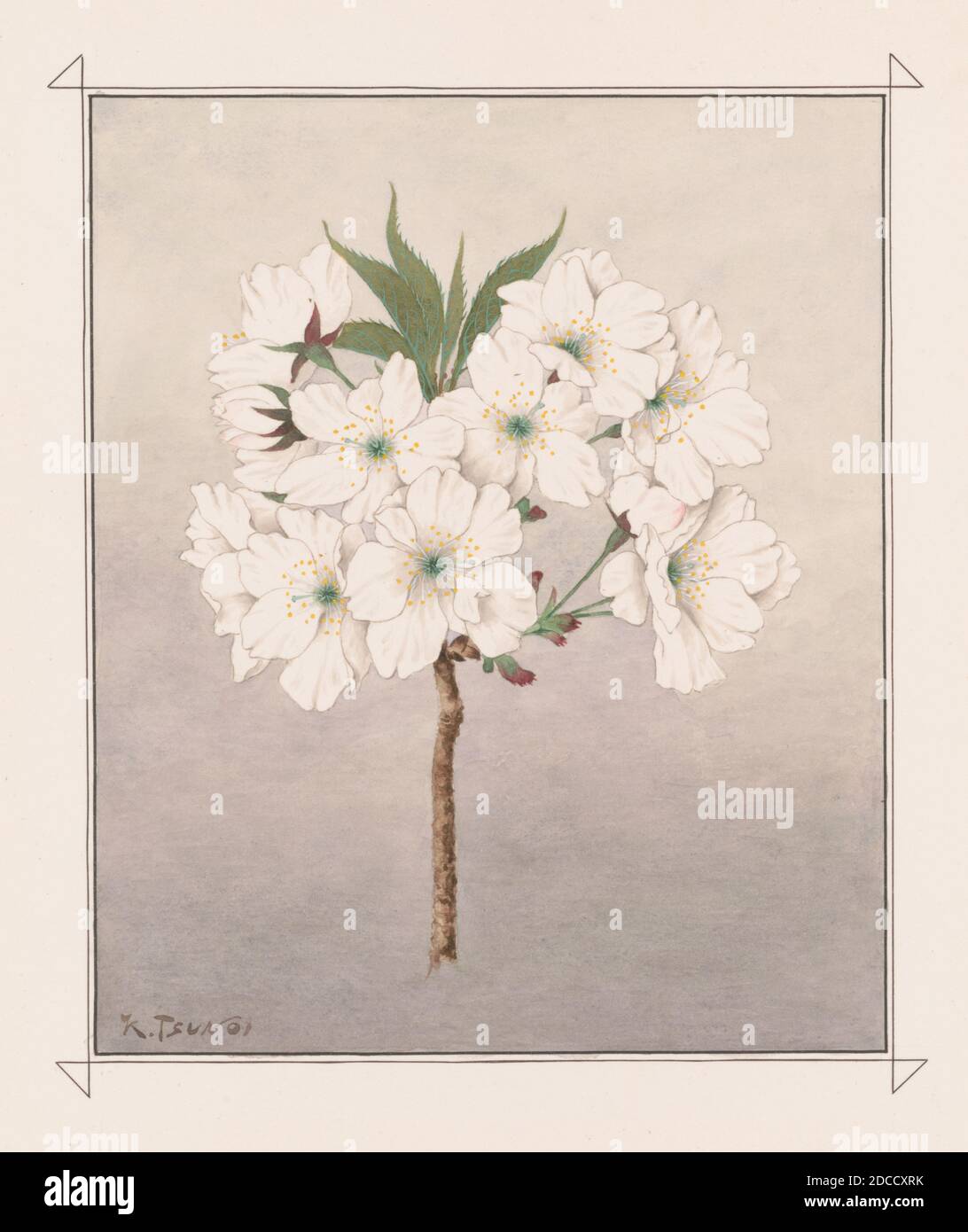 Takinioi, Cascade Fragrance Cherry Blossoms Stock Photo