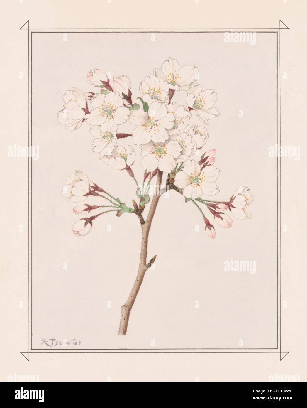 Somei Yoshino Cherry Blossom Stock Photo