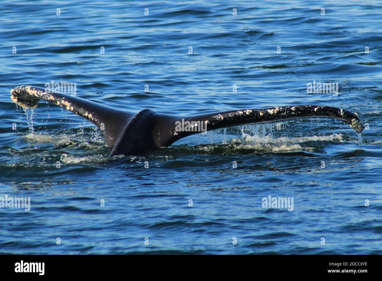 The tail of a humpback whale as it is diving in the Salish Seas near Vancouver Stock Photo