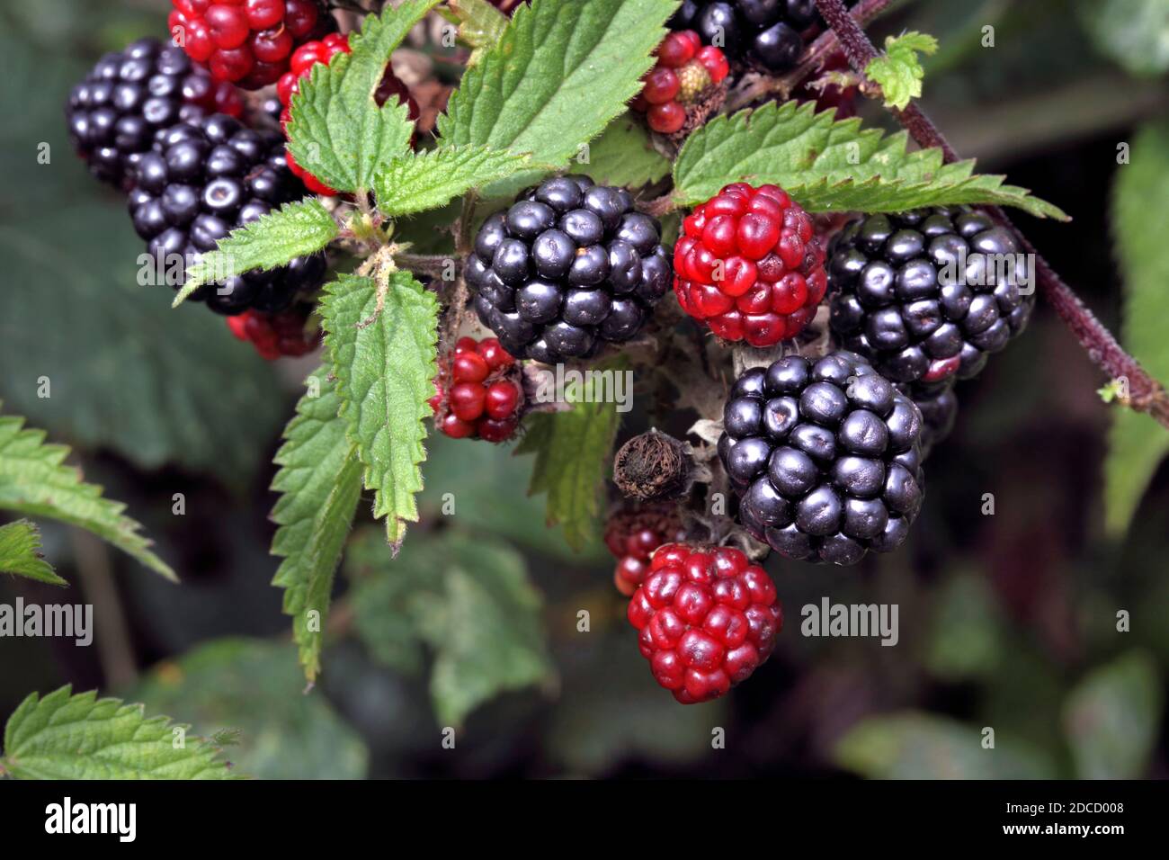 Close up of blackberries - ripe and unripe - and nettle leaves growing in a hedgerow in West Sussex. Stock Photo