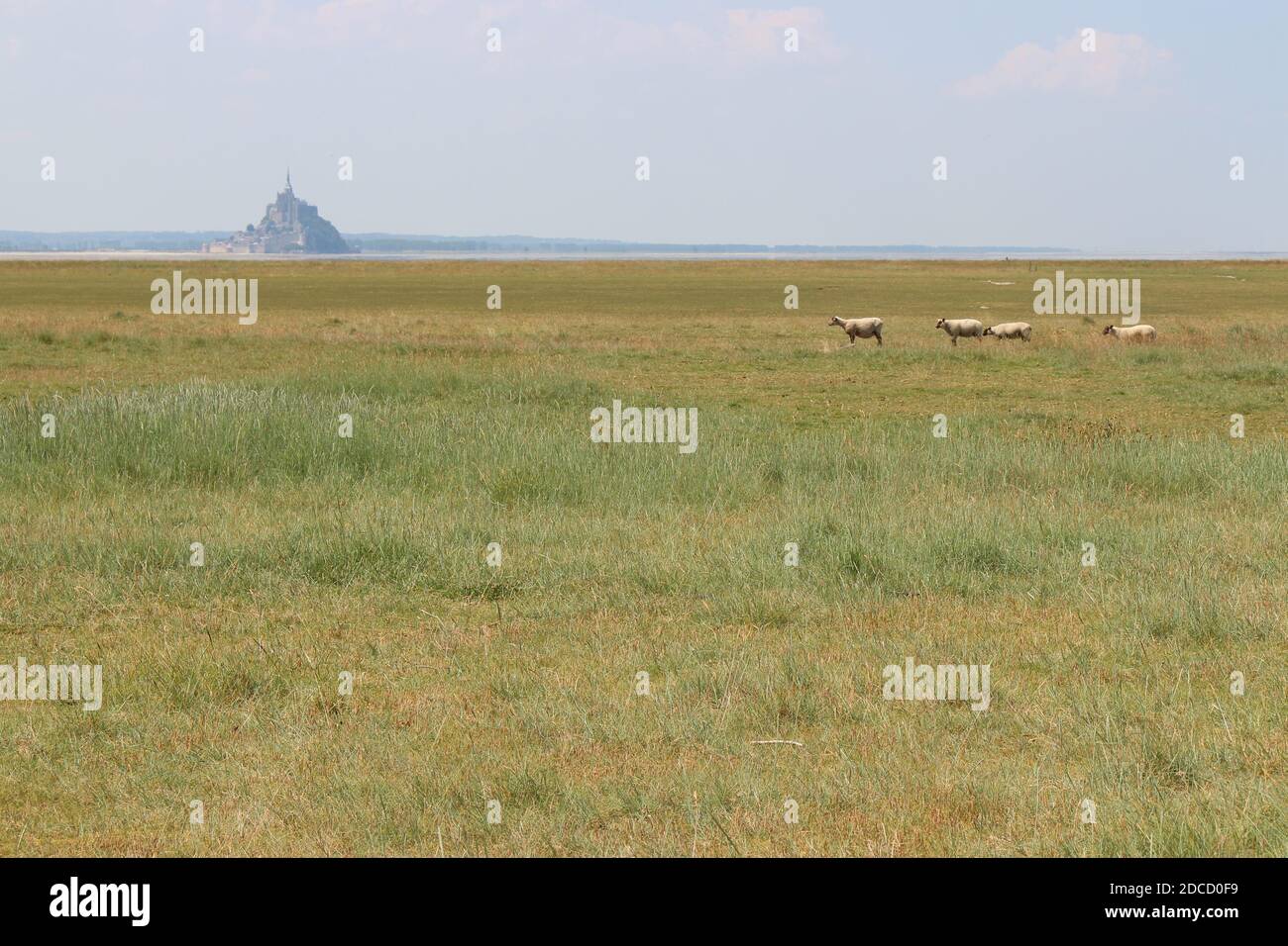 mont-saint-michel bay in normandy (france) Stock Photo