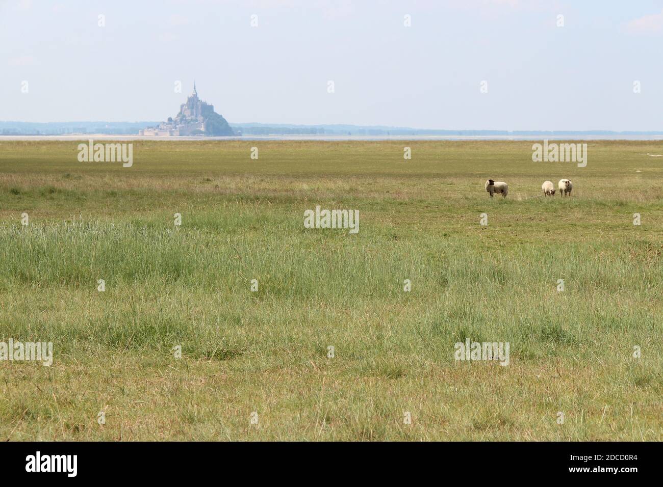 mont-saint-michel bay in normandy (france) Stock Photo