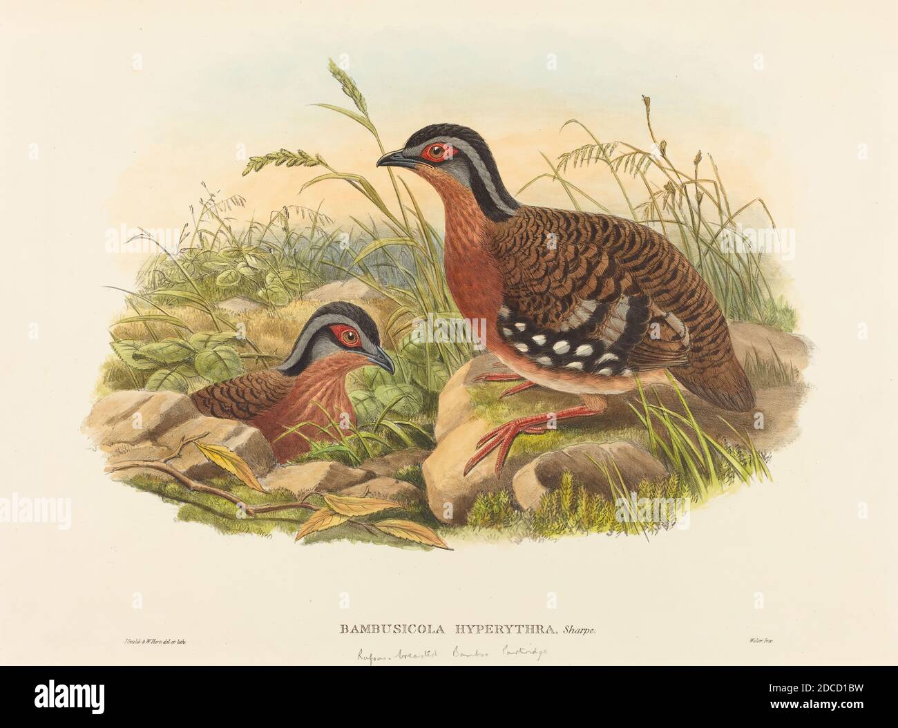 John Gould, (artist), British, 1804 - 1881, W. Hart, (artist), British, active 1851 - 1898, Rufous-breasted Bamboo Partridge (Bambusicola Hyperythra), hand-colored lithograph on wove paper, sheet: 38.6 x 56 cm (15 3/16 x 22 1/16 in Stock Photo