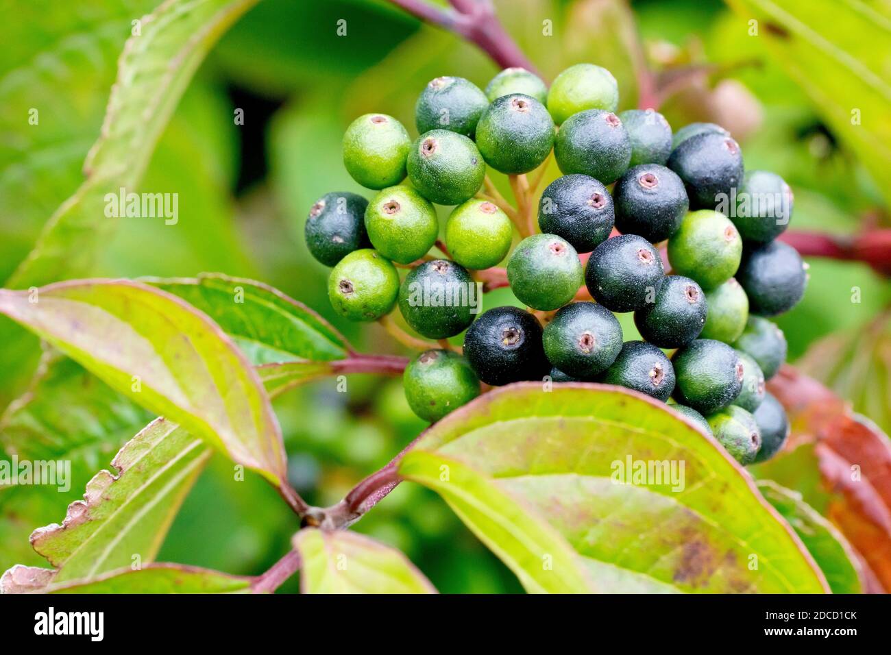 Dogwood (cornus sanguinea), close up of the fruit or berries of the plant as they begin to ripen from green to black. Stock Photo