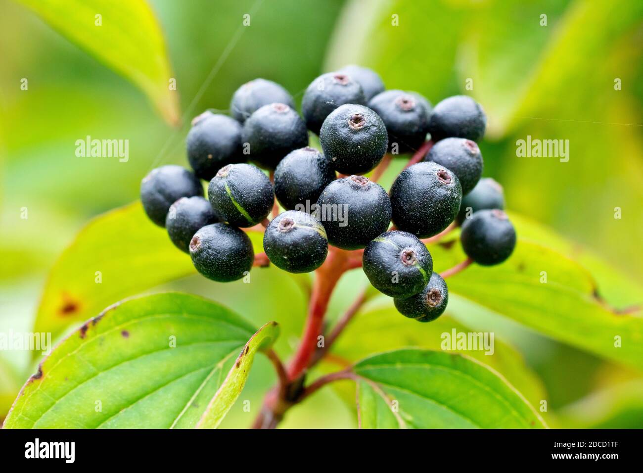 Dogwood fruit hi-res stock photography and images - Alamy