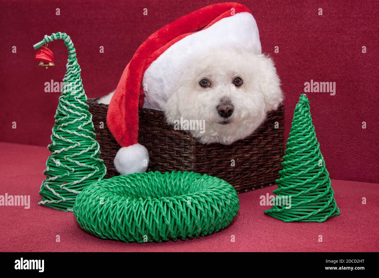 Cute bichon frise in santa claus hat is sitting in a wicker basket. Pet animals. Stock Photo