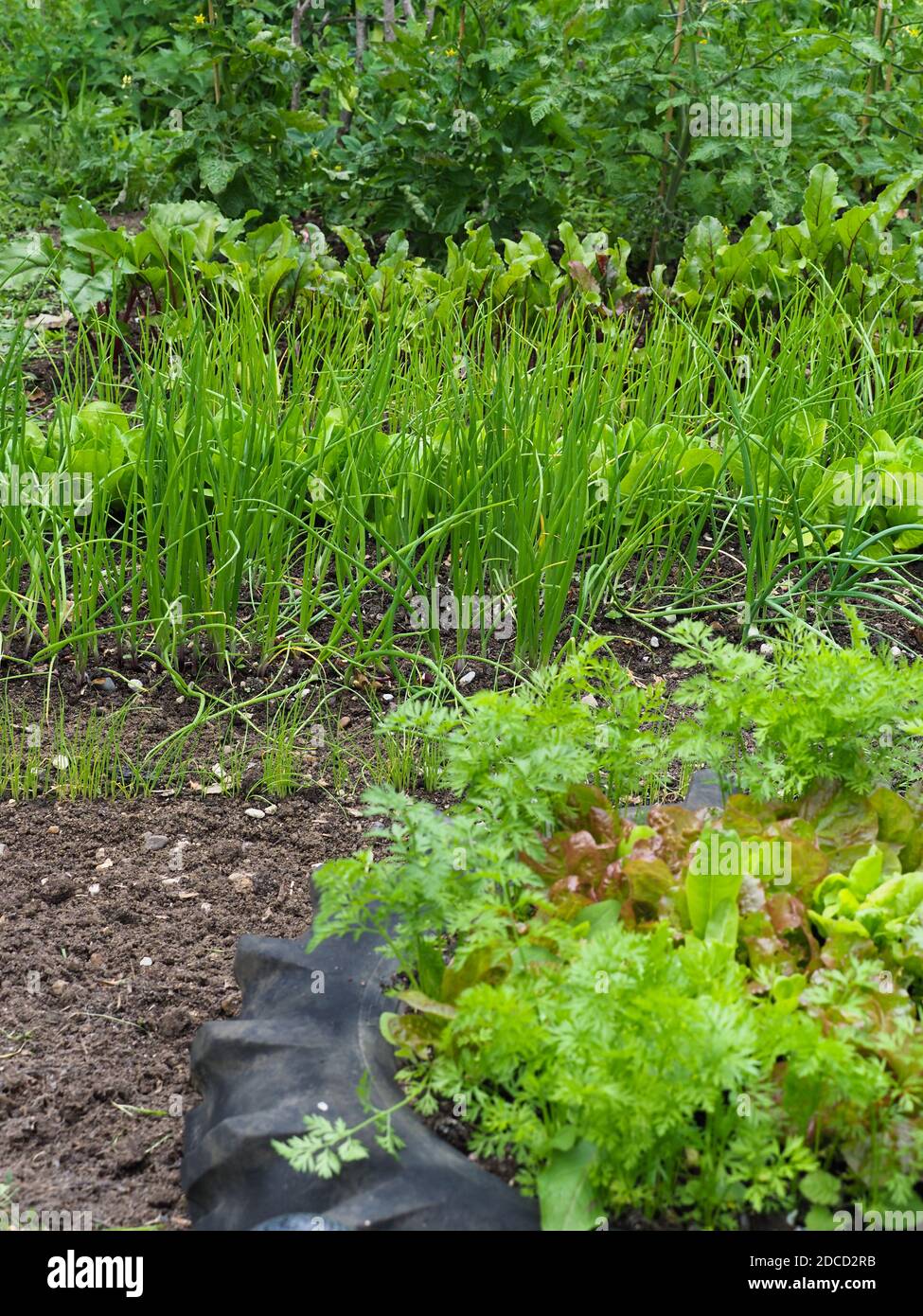 a small back yard vegetable plot growing salad crops. Stock Photo