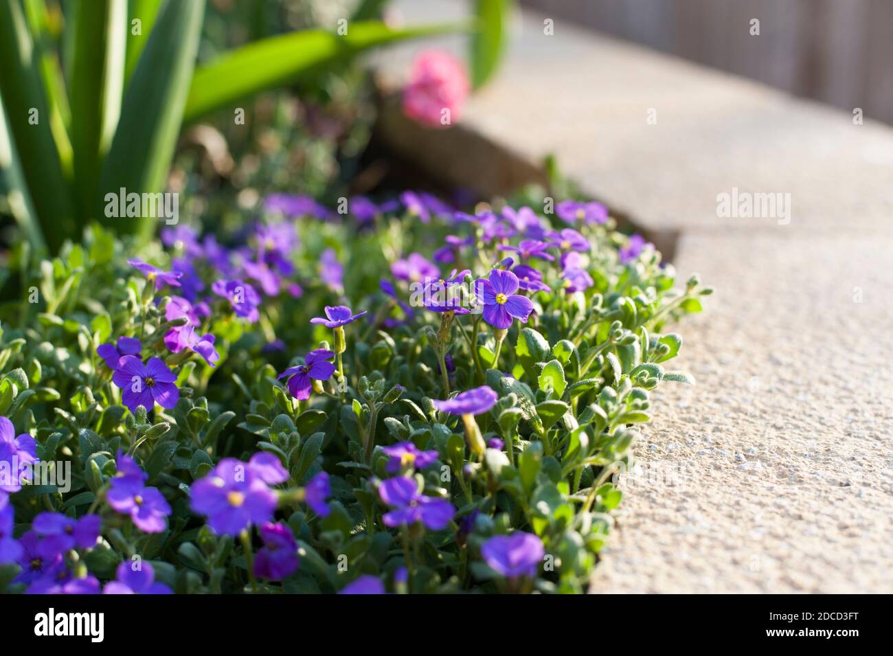 Aubrieta gracilis ‘Blaukissen’ in flower Stock Photo