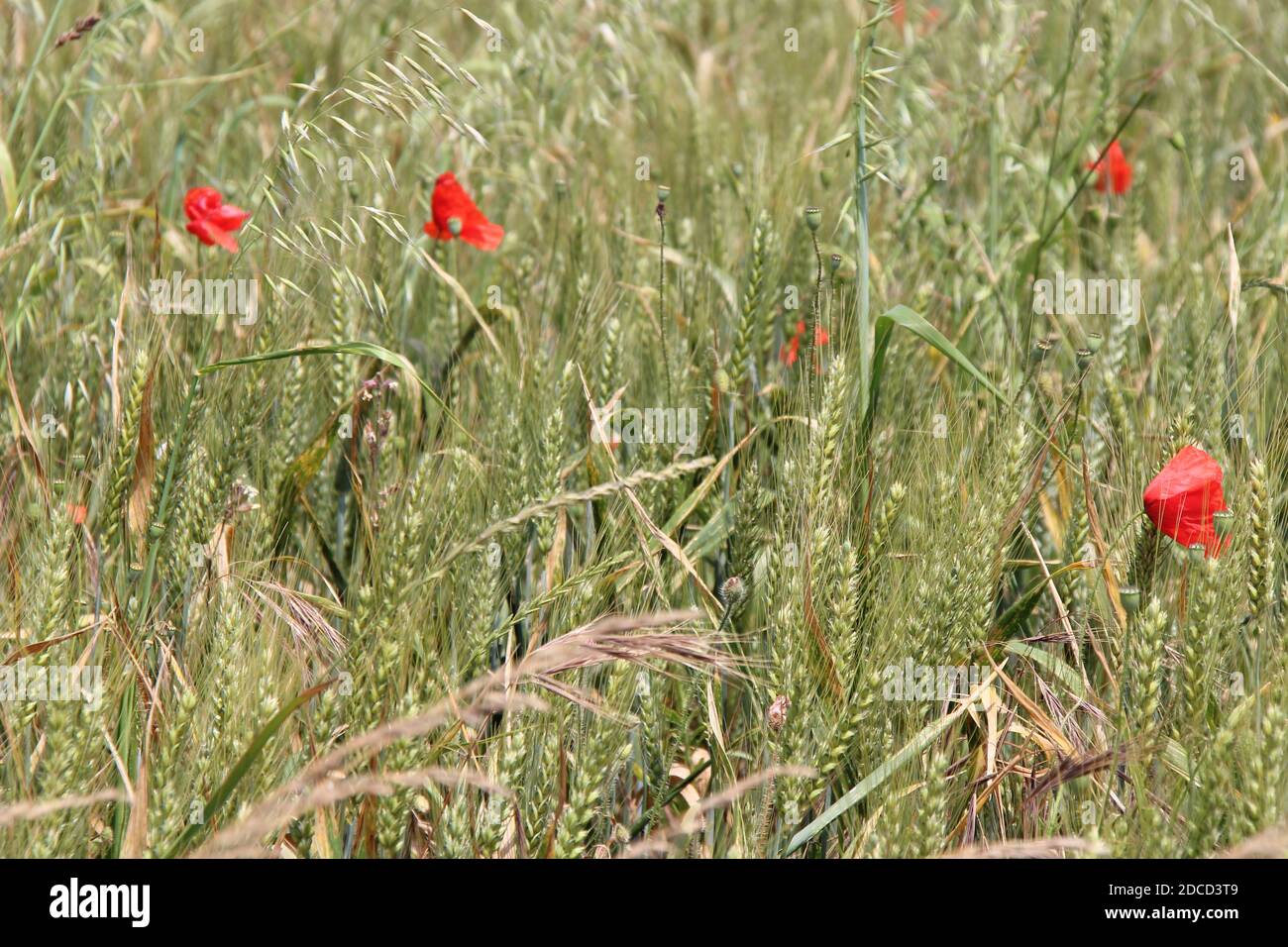prairie in normandy (france) Stock Photo