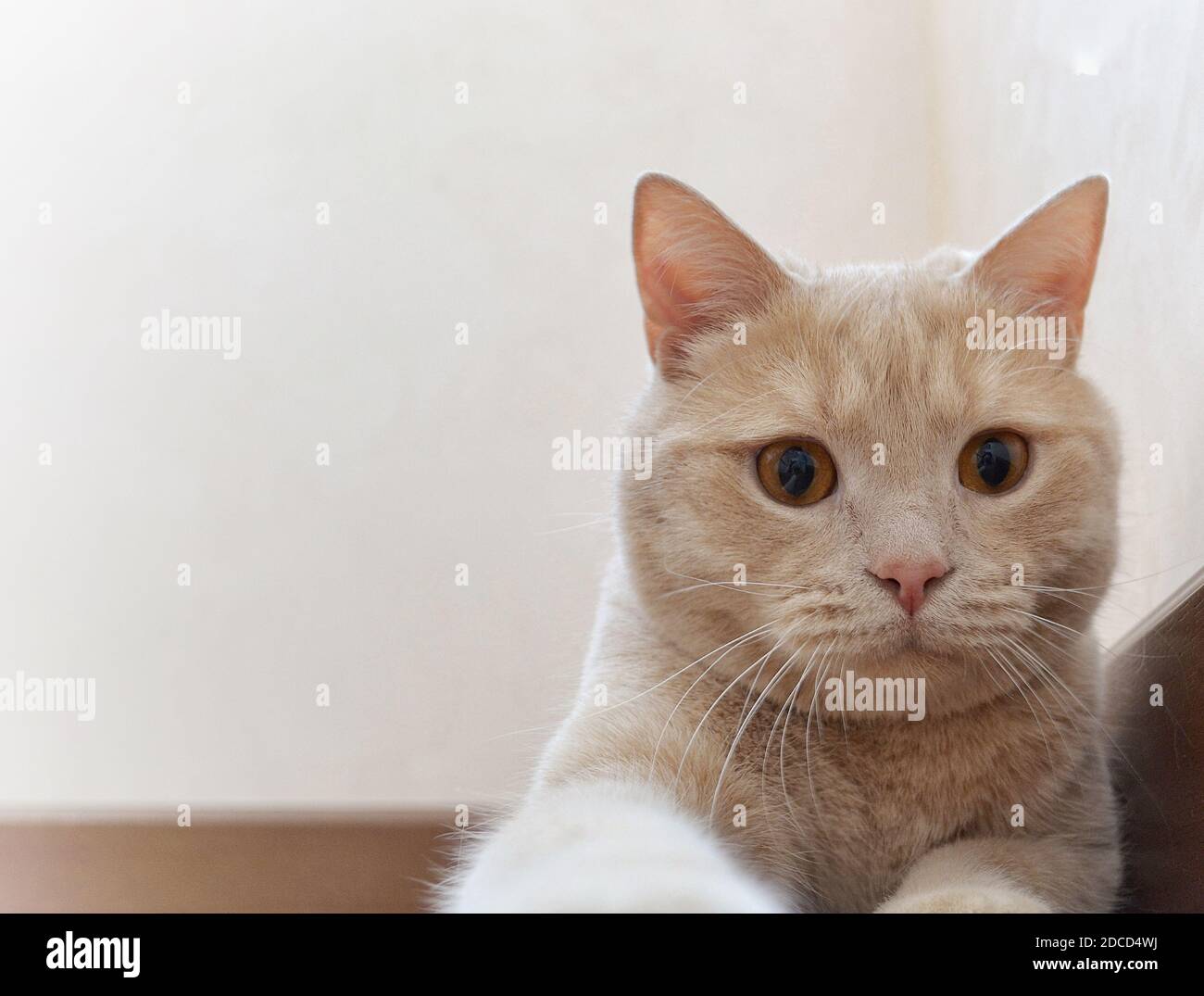 A cat that is looking at the camera Stock Photo