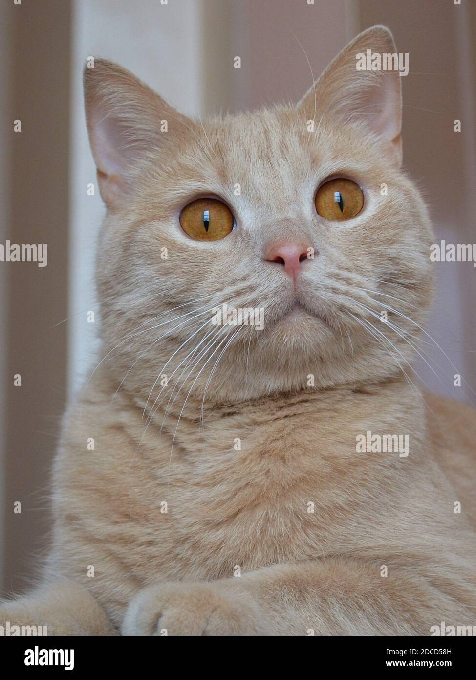 A cat that is looking at the camera Stock Photo