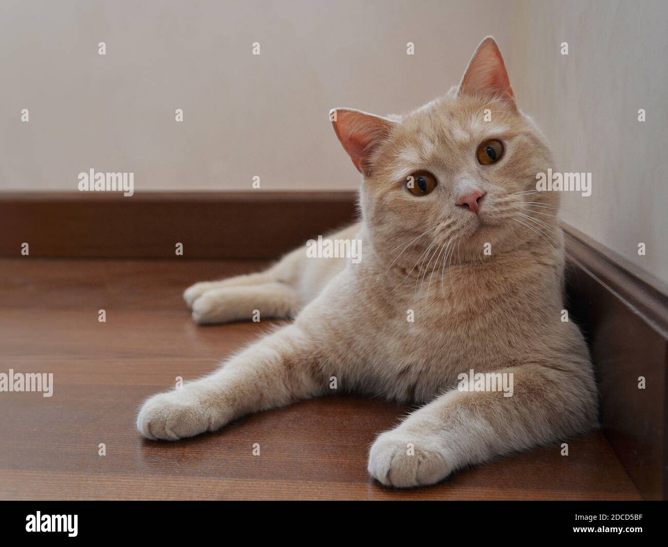 Amber peach hi-res stock photography and images - Alamy