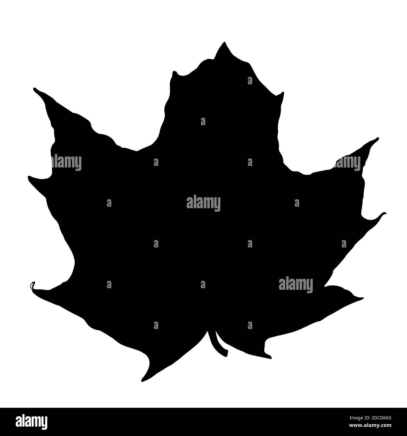 Maple Leaf Isolated on White Background. Illustration Stock Photo - Alamy
