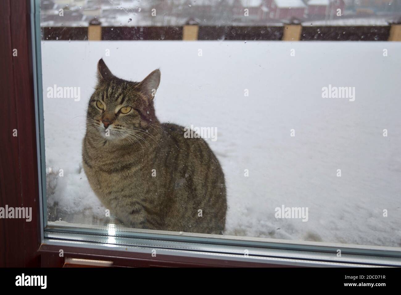 A cat sitting in front of a window Stock Photo - Alamy