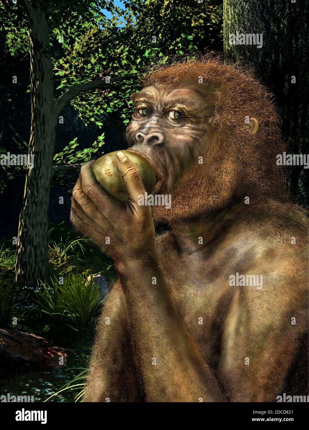 Paranthropus boisei, artwork Stock Photo