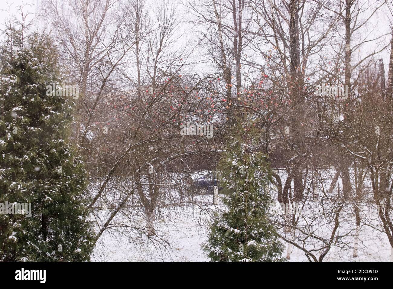 Snow falling in yard trees hi-res stock photography and images - Alamy