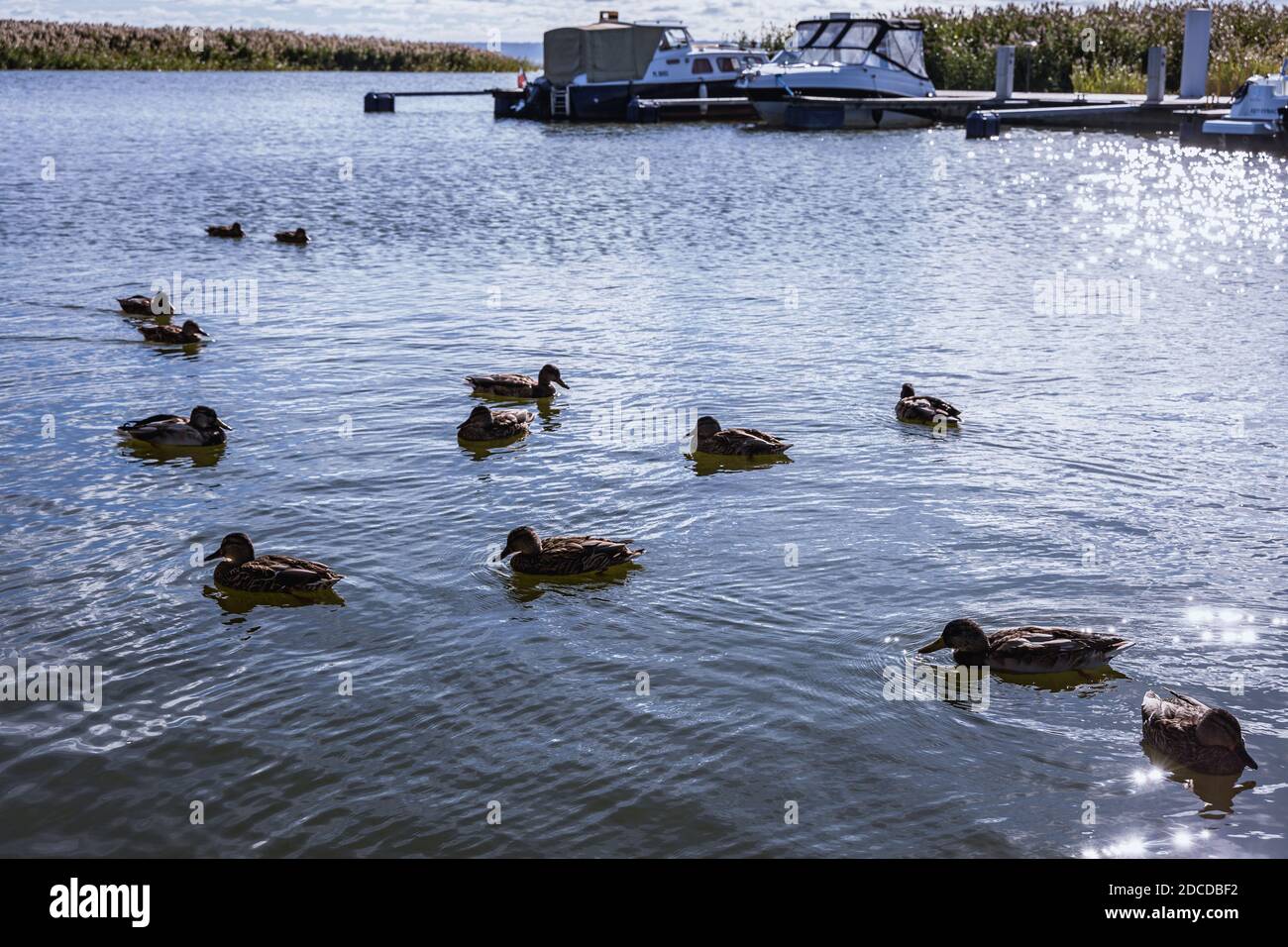 Ducks in port in Katy Rybackie village over Bay of Vistula, Pomeranian Voivodeship, in northern Poland Stock Photo