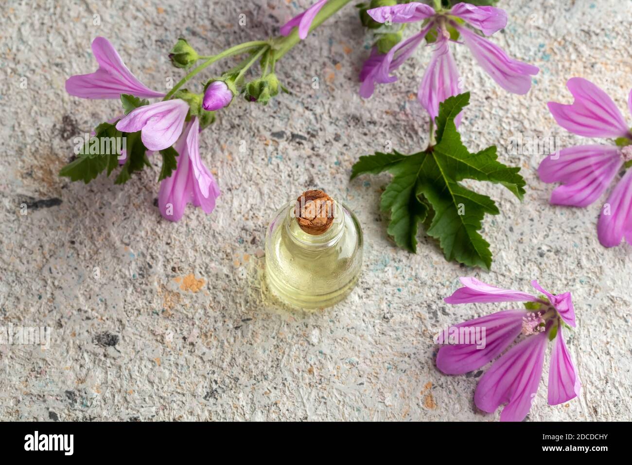 A bottle of common mallow essential oil with fresh blooming malva sylvestris plant on a bright background Stock Photo
