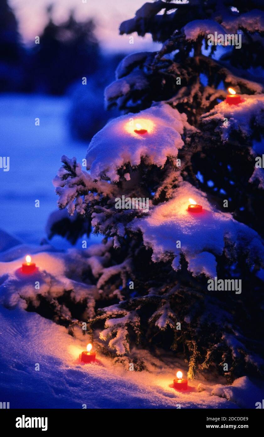 Outdoor christmas tree covered with snow and red candles. Stock Photo