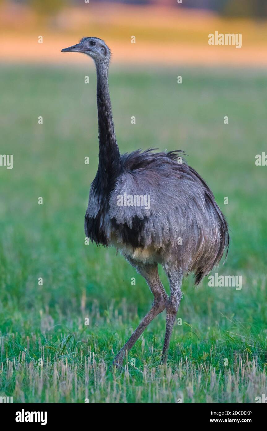 Greater Rhea, (Rhea Americana) in Pampas plain environment, La Pampa ...