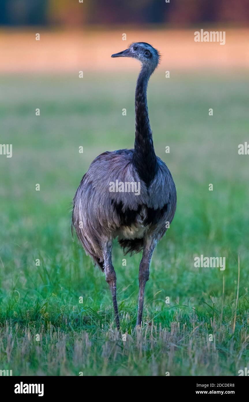 Greater Rhea, (Rhea Americana) in Pampas plain environment, La Pampa ...