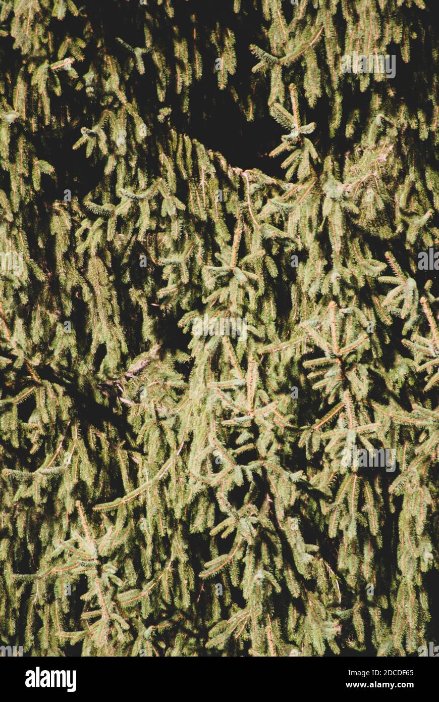 A vertical shot of the branches of pine trees Stock Photo - Alamy