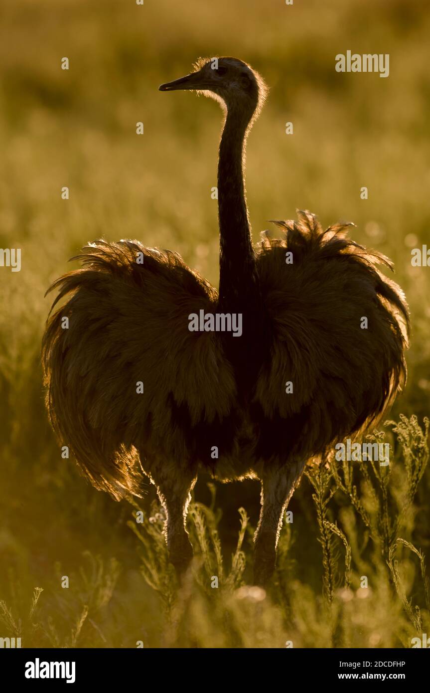 Greater Rhea, (Rhea Americana) in Pampas plain environment, La Pampa ...